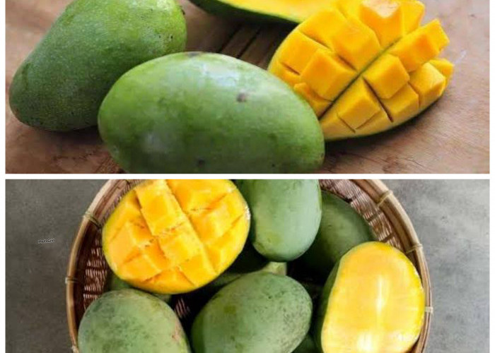 Manfaat Buah Mangga bagi Kesehatan Tubuh: Sumber Nutrisi Penting yang Baik untuk Imun dan Pencernaan!