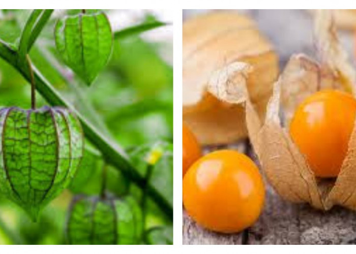 5 Manfaat Buah Ciplukan untuk Kesehatan Tubuh