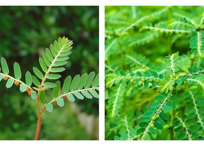 5 Manfaat Daun Meniran untuk Kesehatan Tubuh