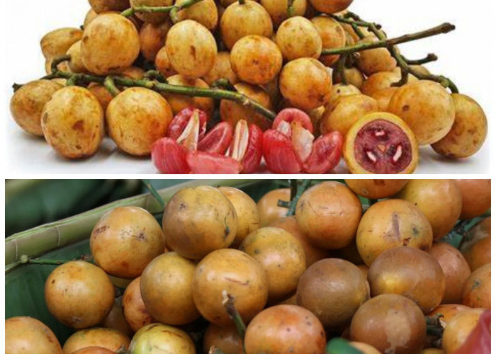 Buah Menteng: Si Kecil yang Penuh Manfaat untuk Kesehatan Anda