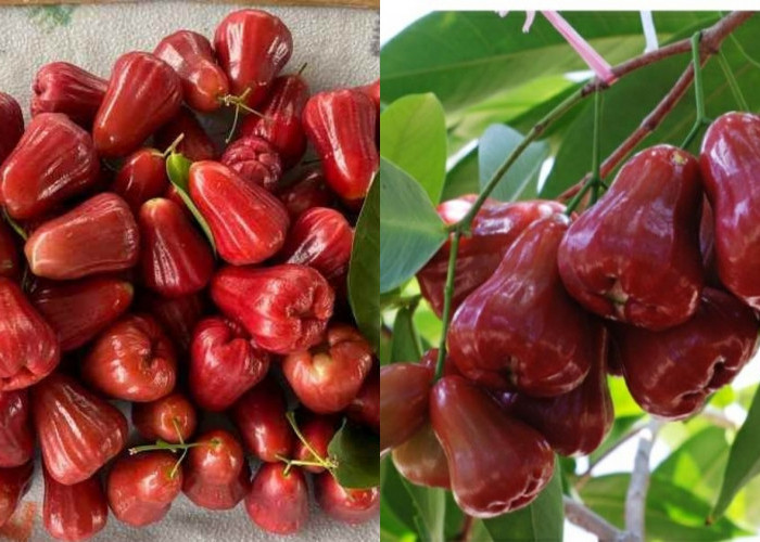 Menurunkan Risiko Penyakit Jantung Kalian Harus Tahu Teryata Ini Manfaat Dari Jambu Air Yang Luar Biasa! 