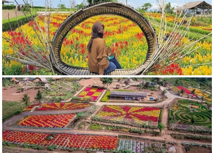 Menikmati Pesona Taman Suruh Banyuwangi: Agrowisata yang Memikat Hati