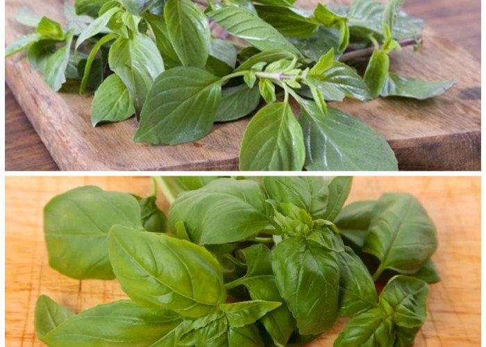 5 Manfaat Daun Kemangi bagi Kesehatan: Menenangkan Pikiran hingga Menjaga Jantung!