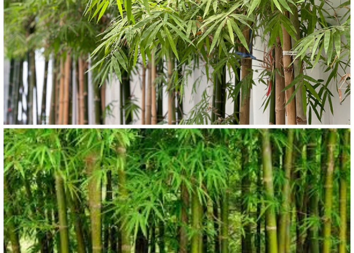 Rekomendasi Bambu Hias Terbaik yang Bisa Mempercantik Lingkungan Rumah