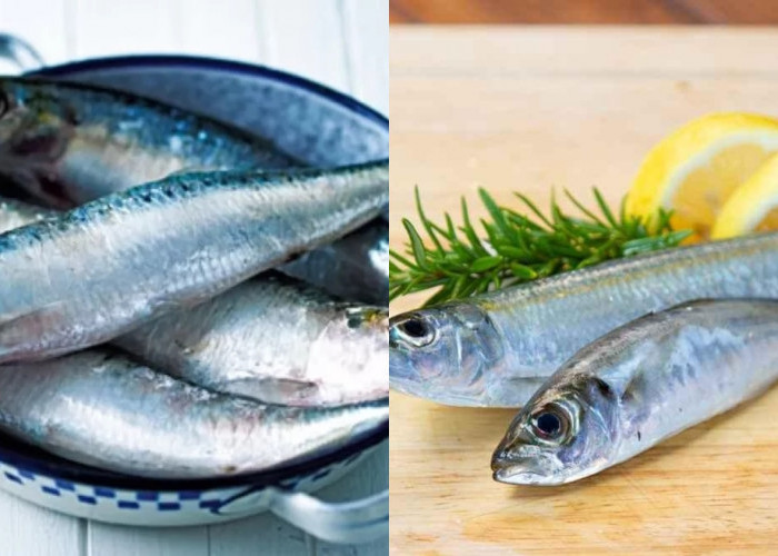 Mengandung Vitamin B12 Inilah Manfaat Ikan Sarden Yang Harus Kalian Tahu!