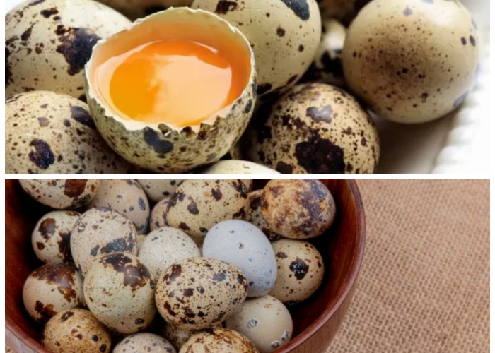 Mengenal Beragam Manfaat Telur Puyuh bagi Kesehatan Tubuh