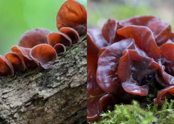 Inilah Beragam Manfaat Jamur Kuping bagi Kesehatan yang Perlu Anda Tahu!