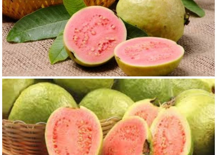 Bisa Cegah Radikal Bebas! Simak Khasiat Luar Biasa Jambu Biji Ungu untuk Meningkatkan Imun Tubuh