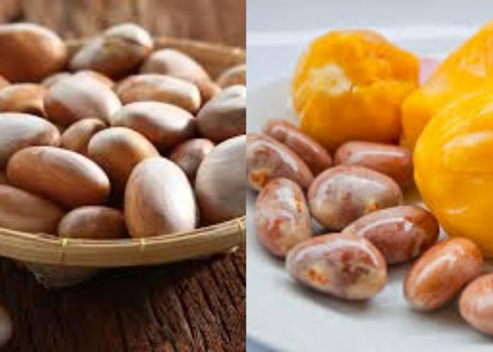 Yuk Intip! ini Teryata Manfaat Biji Nangka Untuk Kesehatan Yang Luar Biasa