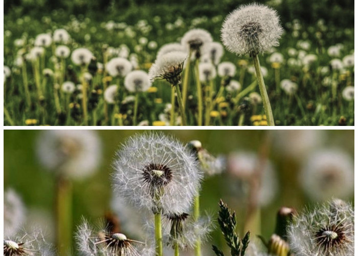 Mengenal Lebih Dekat Bunga Dandelion: Keindahan dan Khasiatnya untuk Kesehatan