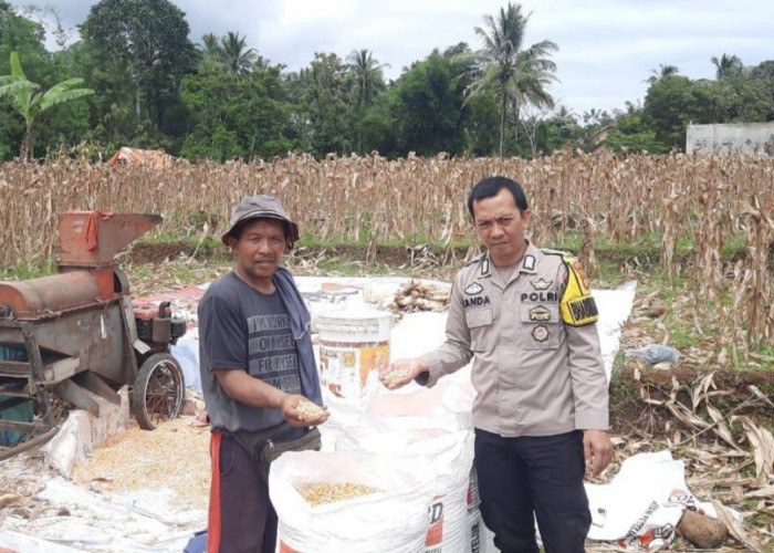 Polres Pagar Alam Terus Kawal Ketahanan Pangan, Bhabinkamtibmas Kuripan Babas Dampingi Petani Panen Jagung