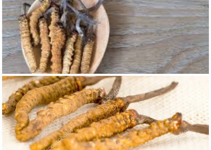 Cordyceps, Si Herbal Ajaib: 8 Manfaatnya untuk Tubuh Sehat