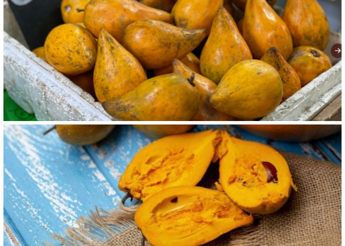 Jarang Diketahui, Buah Campolay Ternyata Punya Segudang Khasiat untuk Kesehatan!