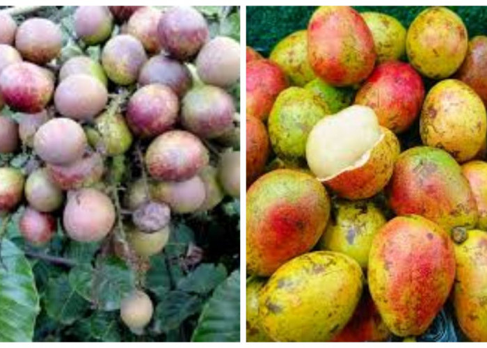 4 Keuntungan Buah Matoa yang Harus Diketahui