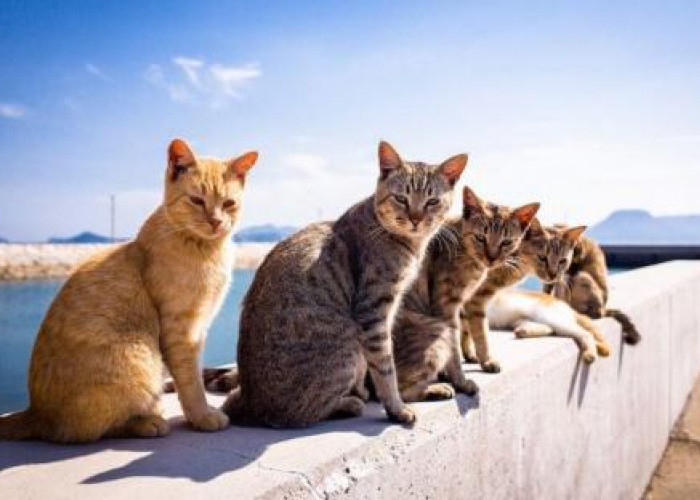 Fakta Pulau Kucing Aoshima, Populasi Manusianya Kalah Banyak Sama Kucing!