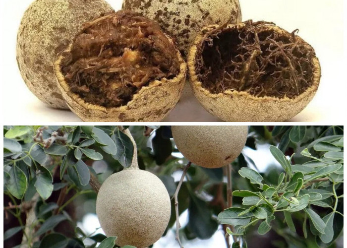 Mengenal 8 Manfaat Buah Kawista, Si Buah Unik yang Kaya Nutrisi untuk Kesehatan