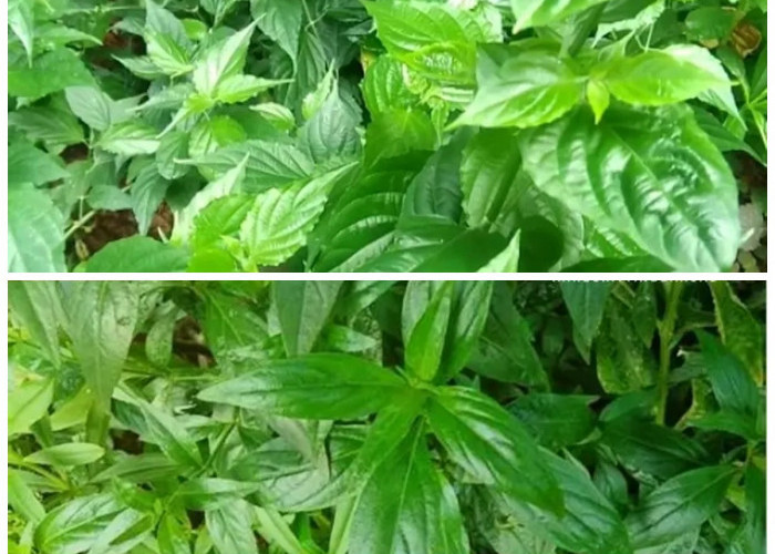 Tak Banyak yang Tahu, Daun Dandang Gendis Ternyata Punya Khasiat Luar Biasa!