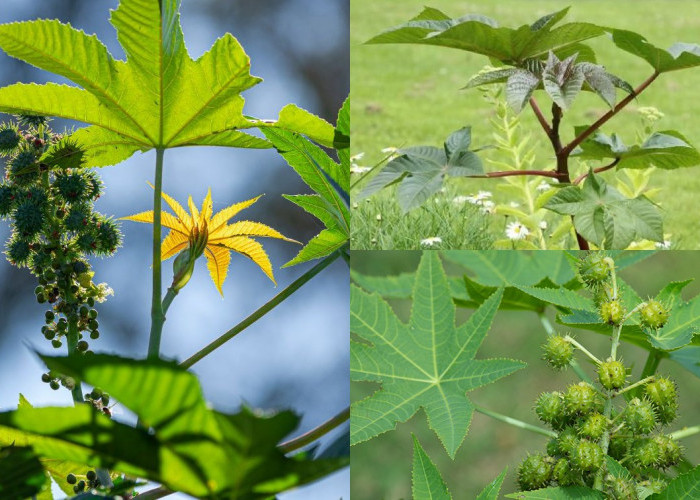 Kamu Tahu kan Daun Jarak? Inilah 7 Manfaat Daun Jarak, Baik untuk Pencernaan dan Kesehata Kulit!