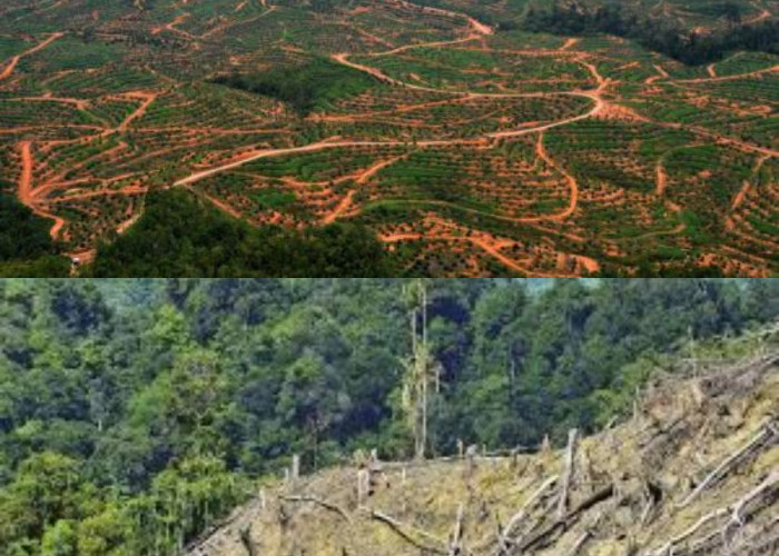 Mengapa Hutan Kalimantan Terus Dibabat? Apa Dampaknya bagi Masa Depan Kita?