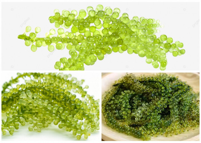 Anggur laut Atau Green Caviar, Inilah Manfaat dan Kandungan Nutrisinya!