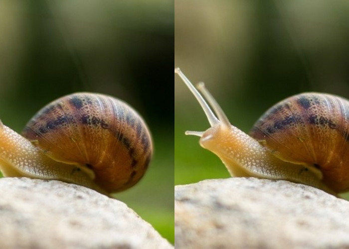 Inilah Kandungan Nutrisi Dan Manfaat Bekicot Untuk Kesehatan Kamu Harus Tahu! 