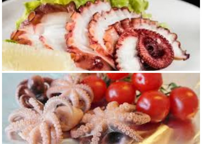 Gurita dan Kesehatan: Kenali Kandungan Nutrisi serta Keuntungannya