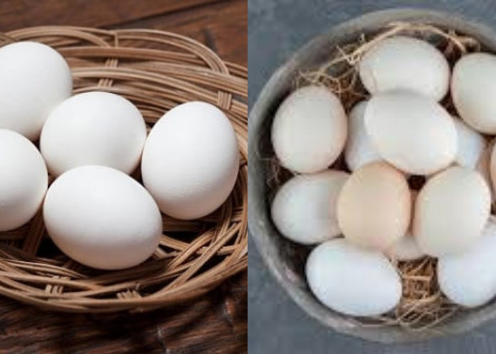 Yuk Simak! Ini Manfaat Telur Ayam Kampung Untuk Kesehatan Yang Luar Biasa