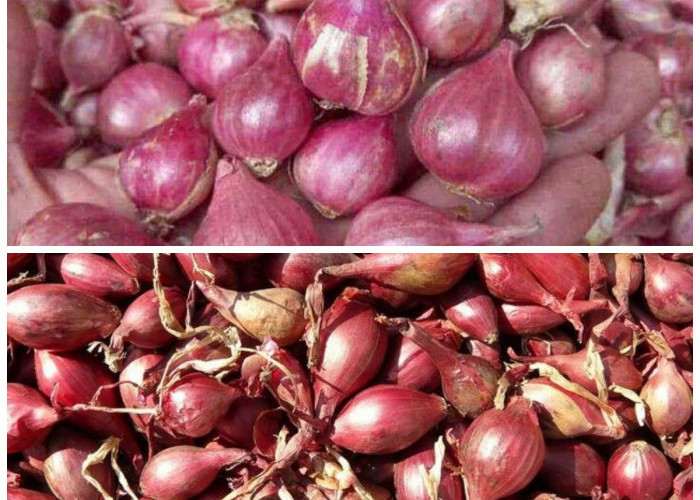 Manfaat Luar Biasa Bawang Batak untuk Tubuh: Herbal Tradisional Khas Sumut
