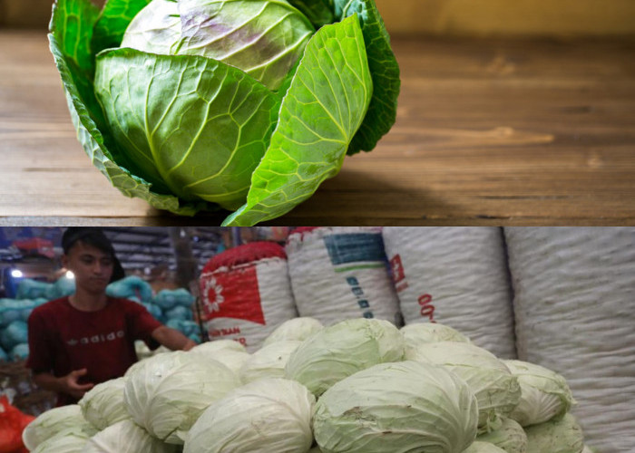 Waspada! 6 Golongan Orang yang Sebaiknya Tidak Berlebihan Makan Kol