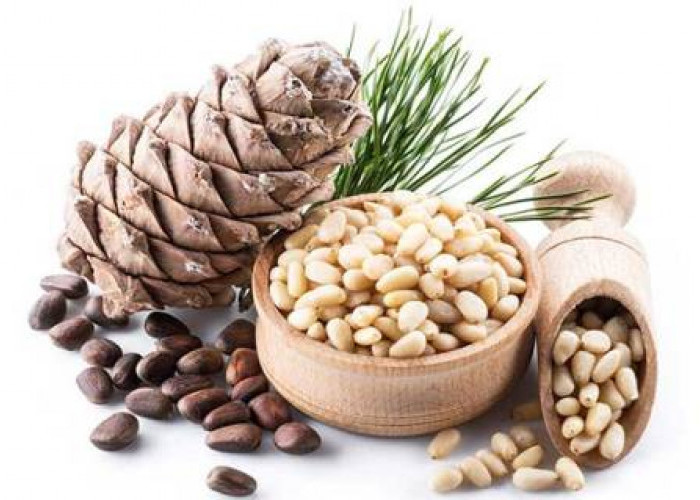 Taukah Kamu? Inilah Manfaat Luar Biasa Kacang Pinus untuk Kesehatan yang Jarang Diketahui! 