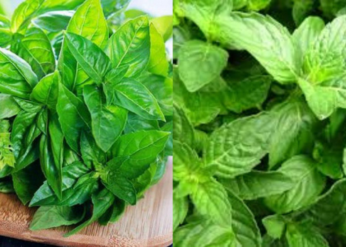 Inilah Sebuah Manfaat Daun Kemangi, Yang Wajib Kalian Tahu!