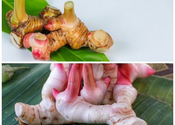 Manfaat Tersembunyi Lengkuas, Ampuh Bantu Lawan Masuk Angin hingga Flu
