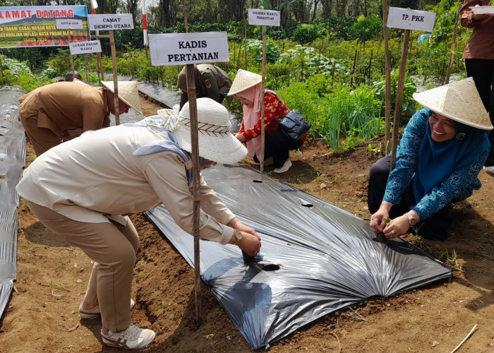 Kota Pagar Alam Dorong Produksi Cabai dan Bawang Merah Melalui Gerakan Tanam Serentak