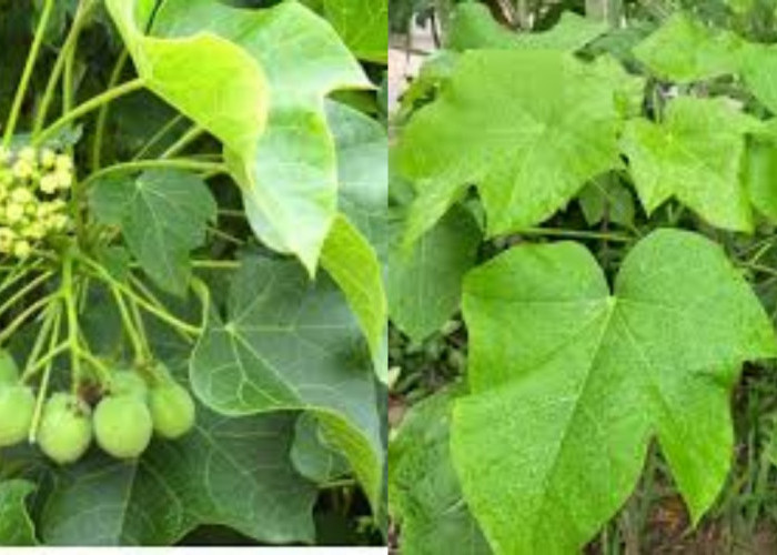 Yuk Intip! Manfaaat Daun Jarak Untuk Kesehatan Yang Jarang Diketahui