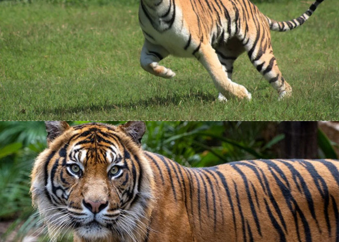 Perbedaan antara Harimau Sumatera dan Harimau Jawa
