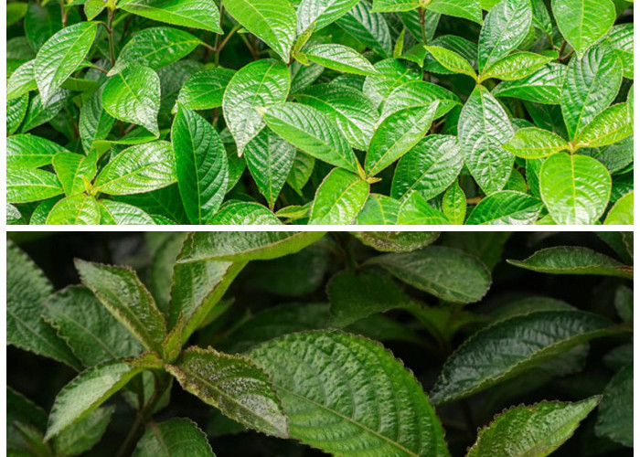  Manfaat Daun Keji Beling untuk Kesehatan Tubuh dan Tips Konsumsi Aman