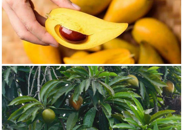 Buah Tropis Unik yang Jarang Diketahui, Ternyata Kaya Manfaat untuk Kesehatan Tubuh