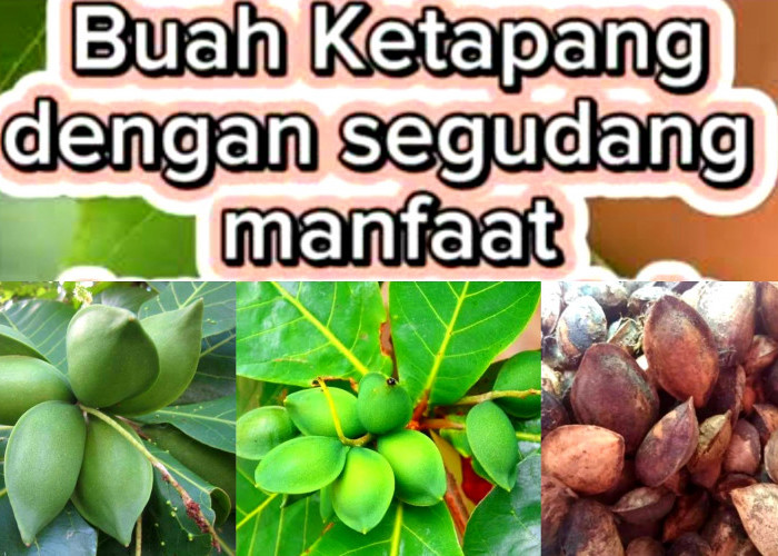 Dari Buah, Daun dan Batang Ketapang yang Ternyata Bagus Untuk Kesehatan dan Kecantikan