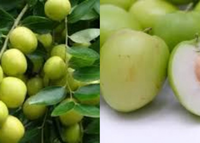 Ketahui 7 Kegunaan Buah Bidara untuk Kesehatan Tubuh