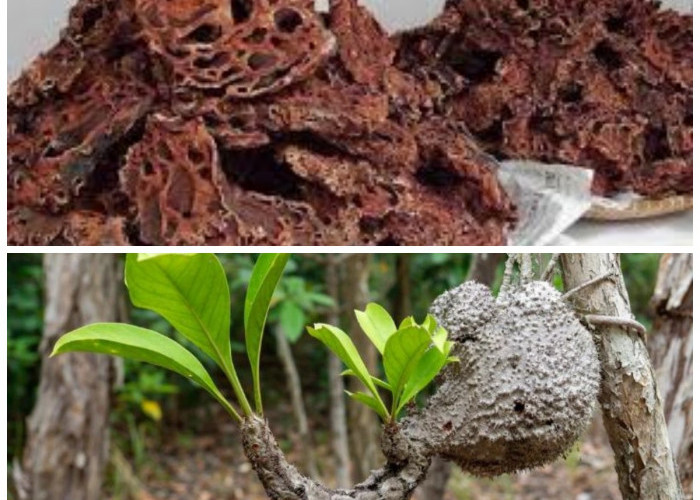 Wajib Tahu! Ini 7 Manfaat Sarang Semut yang Baik untuk Kesehatan Tubuh