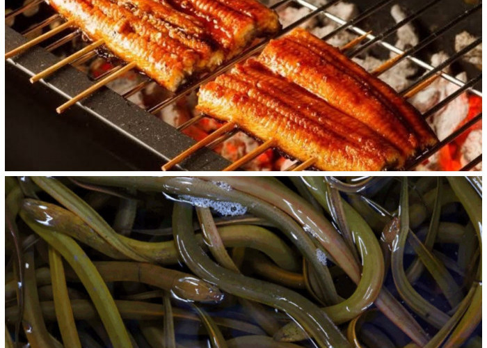 Belut Kaya Nutrisi, Simak Deretan Khasiatnya untuk Kesehatan Anda