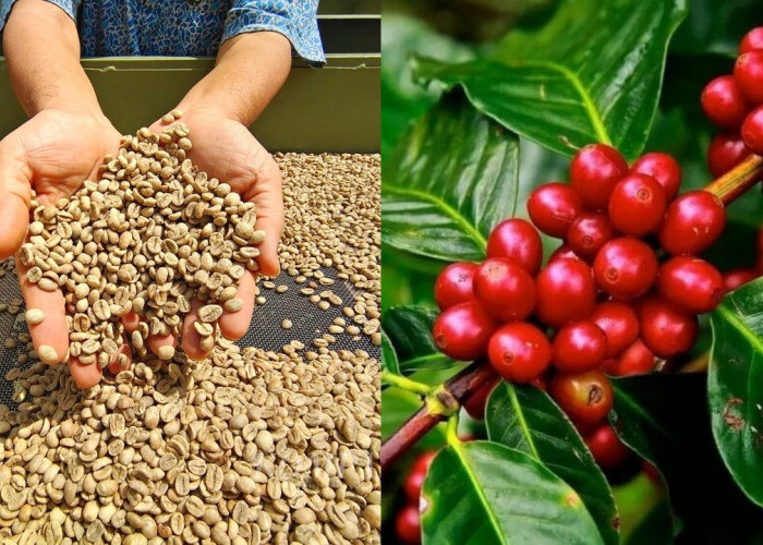 Apa Saja Jenis Kopi Robusta dari Sumatera Selatan? Temukan 5 Pilihan Terbaik di Sini!