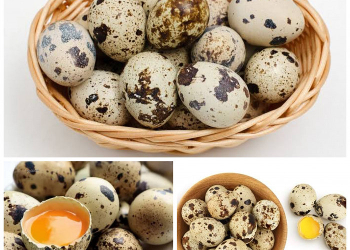 Mengenal Manfaat Telur Puyuh bagi Kesehatan: Si Kecil dengan Segudang Khasiat!