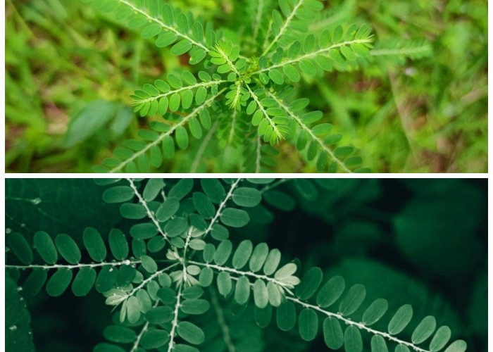 Daun Meniran dan 5 Manfaatnya untuk Menunjang Kesehatan Tubuh