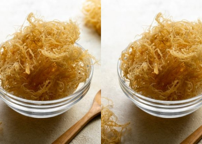 Intip Disini! Kandungan Nutrisi Dan Manfaat Dari Lumut Laut Yang Luar Biasa