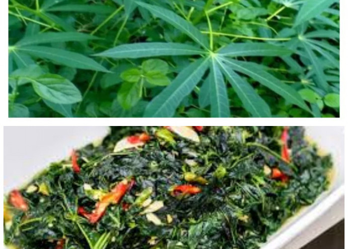 Rahasia Sehat Daun Singkong untuk Ibu Hamil Beserta Cara Mengolahnya