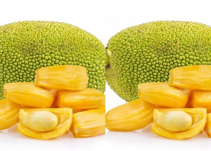 Yuk Intip! 10 Manfaat Buah Nangka Untuk Kesehatan Tubuh 