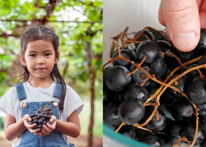 Manfaat Buah Anggur untuk Kesehatan Anak yang Perlu Diketahui Orang Tua!