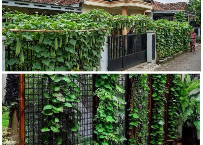 Pagar Rumah Jadi Kebun Produktif! 14 Sayur Merambat yang Mudah Ditanam dan Cepat Panen!