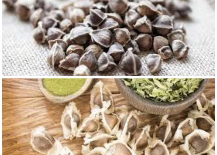 Rahasia Sehat dari Alam: Beragam Manfaat Biji Kelor yang Kaya Nutrisi untuk Tubuh